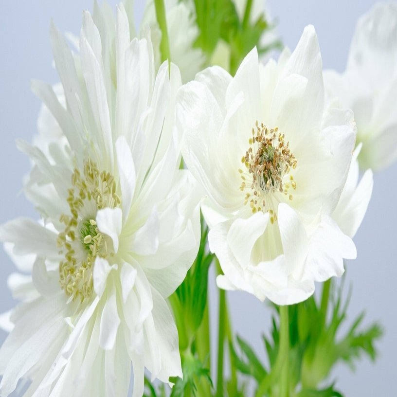 白いアネモネたち｜タキツネ | 花の写真を撮ります