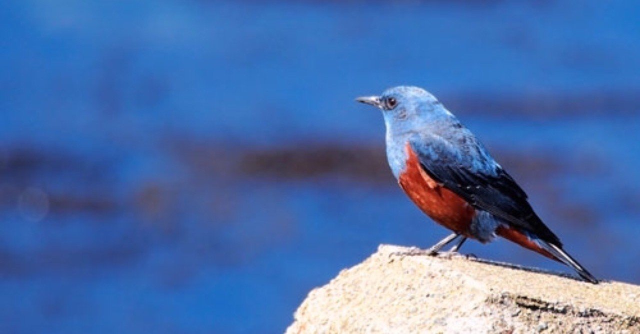 第66回 春の予兆のイソヒヨドリ 2回目 翆野 大地 Note 第66回 春の予兆のイソヒヨドリ 2回目 翆野 大地 Note