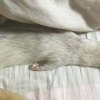 ライフオブパイの考察 Spicy Ferret Note