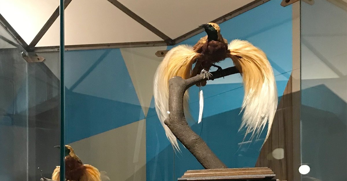 極楽鳥の本物の剥製 鳥の標本 極楽鳥 インドネシア 剥製 - メルカリ