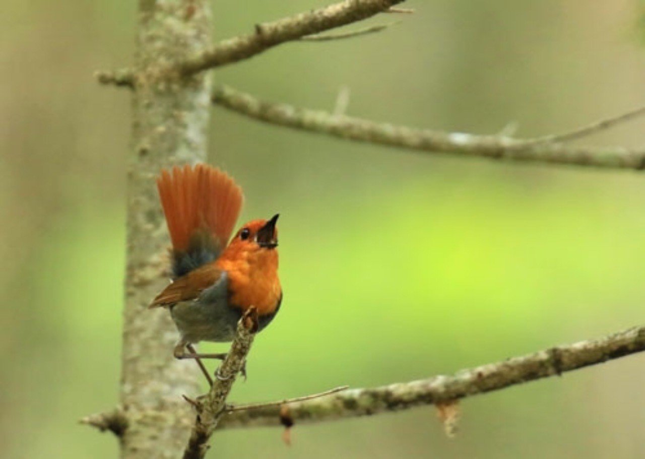 第103回 さえずり上手のコマドリ｜翆野 大地