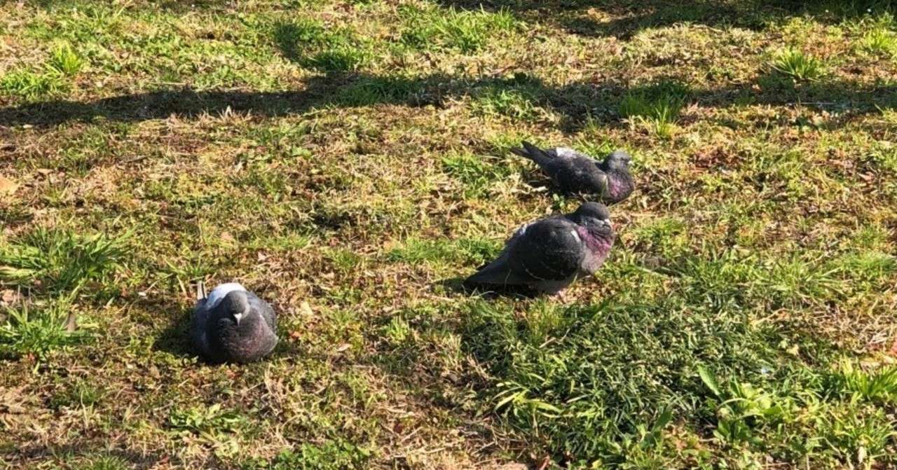 鳩