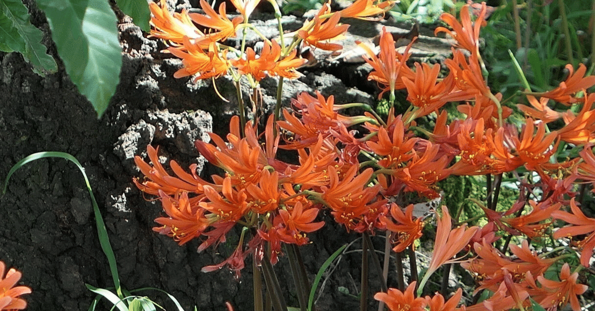 2個 キツネノカミソリ 球根 2個 オレンジ色の花 可愛らしい 小さめの花 1球 キツネノカミソリ 狐の剃刀 リコリス オレンジ色の花 山野草