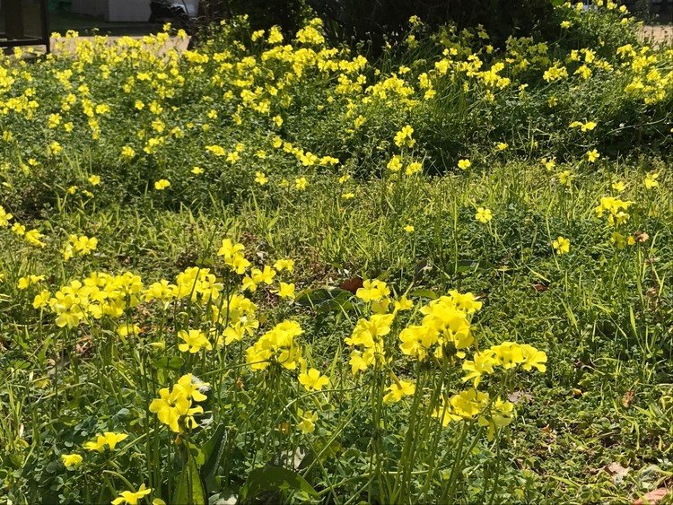 公園に外周にぐるっと生えてる黄色い花が満開です！