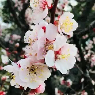 東堂　燦