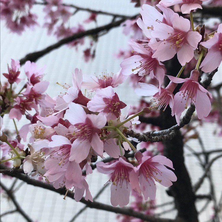 早咲きの桜がもう咲いてる〜〜〜！