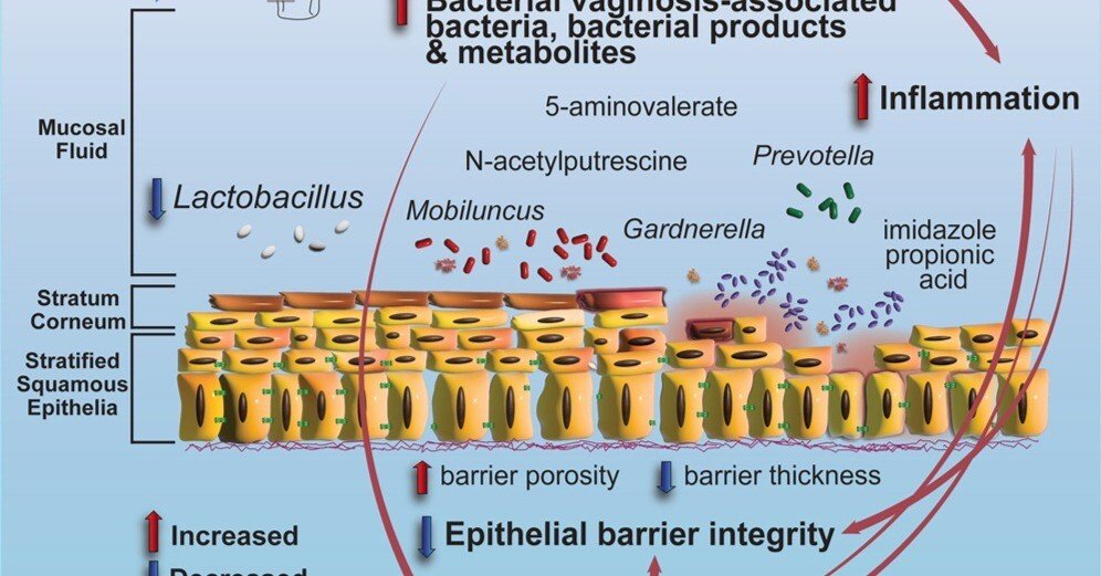膣上皮機能障害はマイクロバイオーム、メタボローム、mTORシグナルが ...