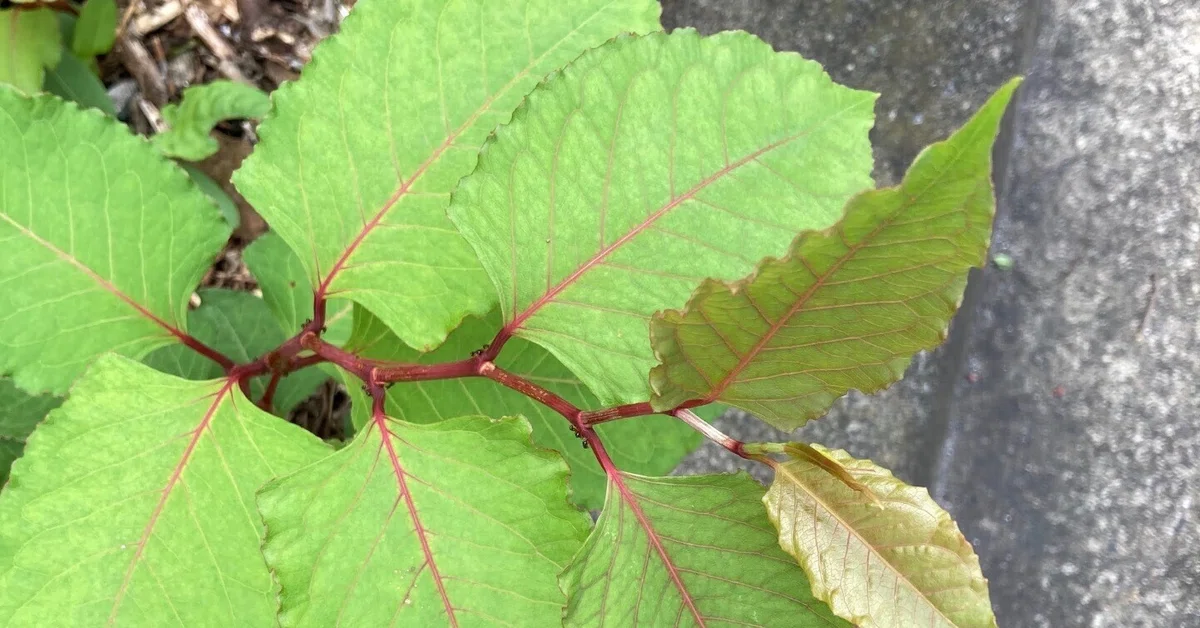 野草食日記 335 イタドリの葉茶を作る|なな艸 (ななくさ) 野草食日記 335 イタドリの葉茶を作る|なな艸 (ななくさ)