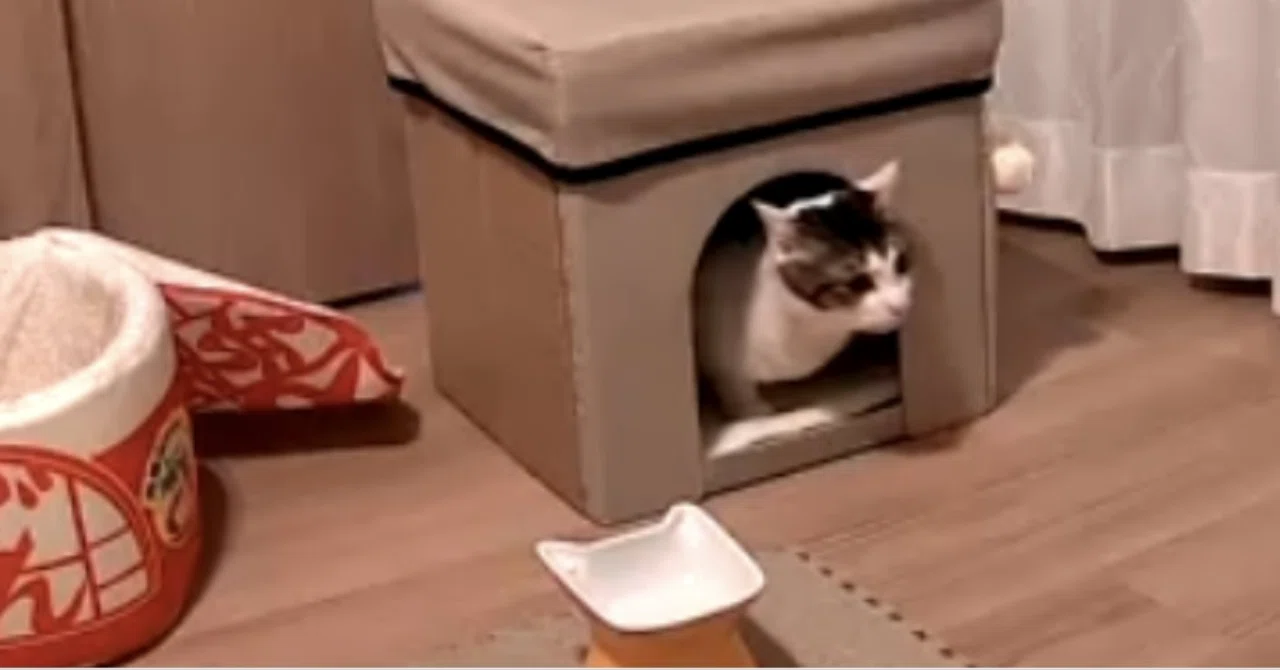 ケージ引きこもり保護猫と過ごした一か月｜じゃすみん