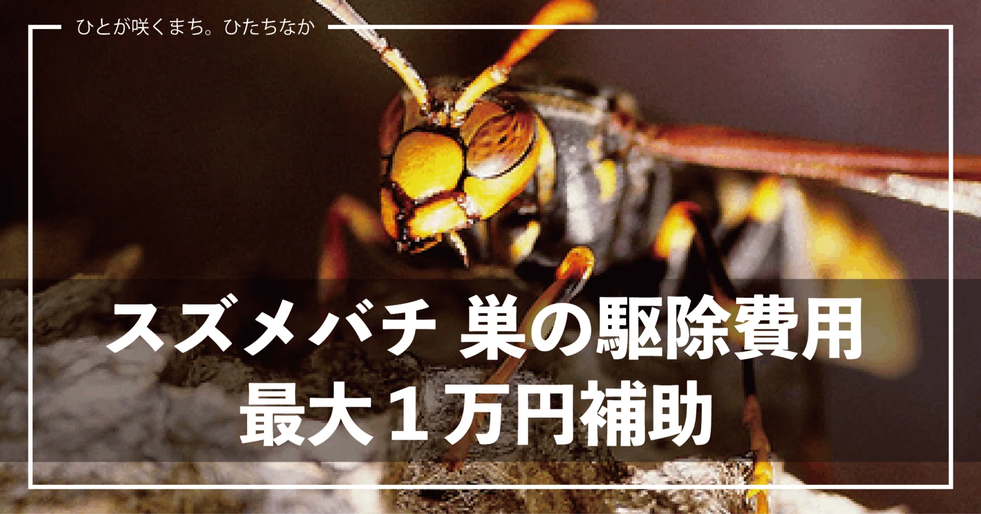 ひたちなか市のスズメバチ巣駆除は、ひたちなか市の業者へ頼もう ひたちなか市のスズメバチ巣駆除は、ひたちなか市の業者へ頼もう