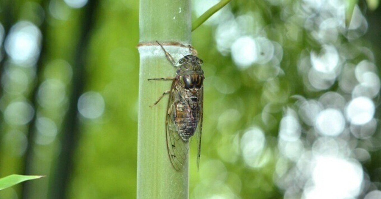 三竹士スピン番外：タケオオツクツクって聞いたことがありますか。｜Goku