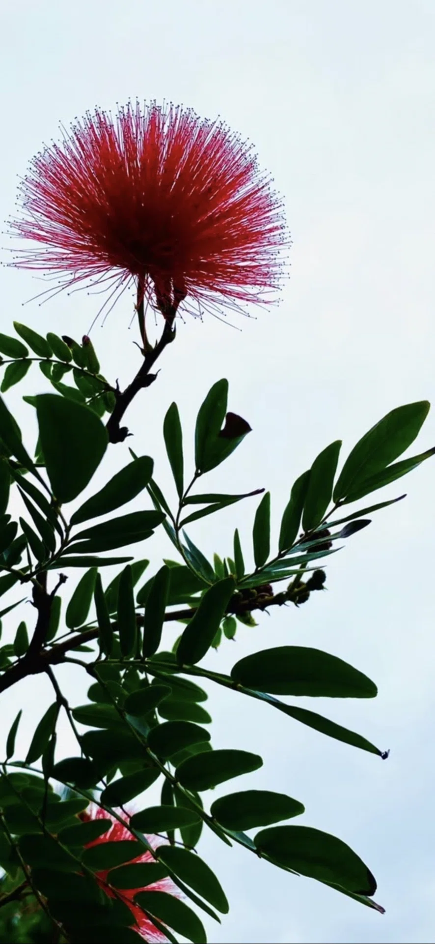 大紅合歓｜EGGSEED
