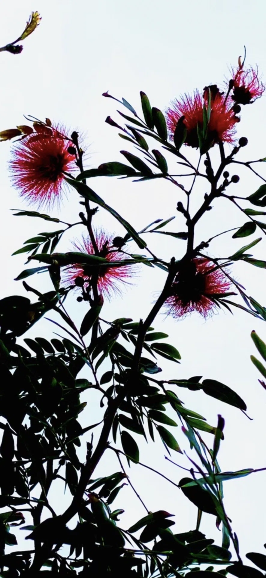 大紅合歓｜EGGSEED