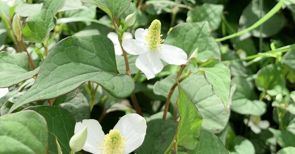 ドクダミの贈りもの アントロポゾフィー薬用植物学入門 ドクダミの贈りもの －アントロポゾフィー薬用植物学入門－ | 小澤