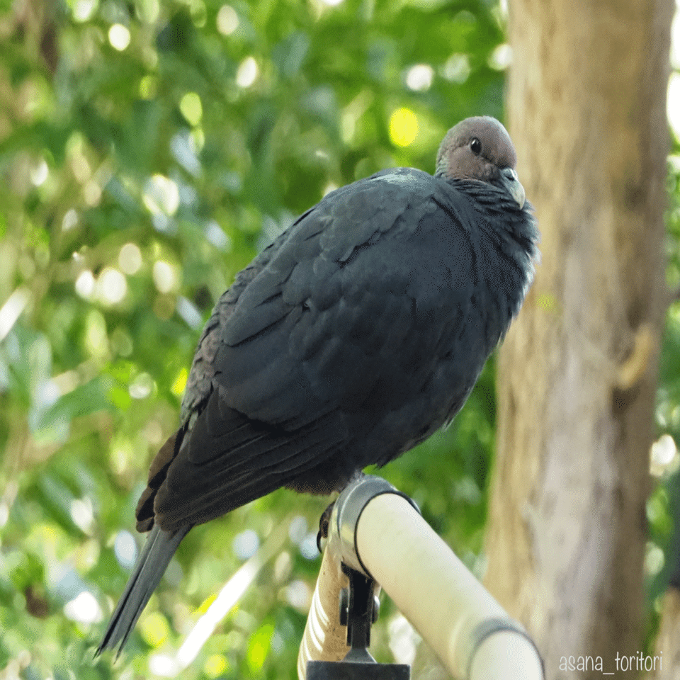 野鳥観察｜アカガシラカラスバト｜葡萄色の瞳のとりこ｜夜と街