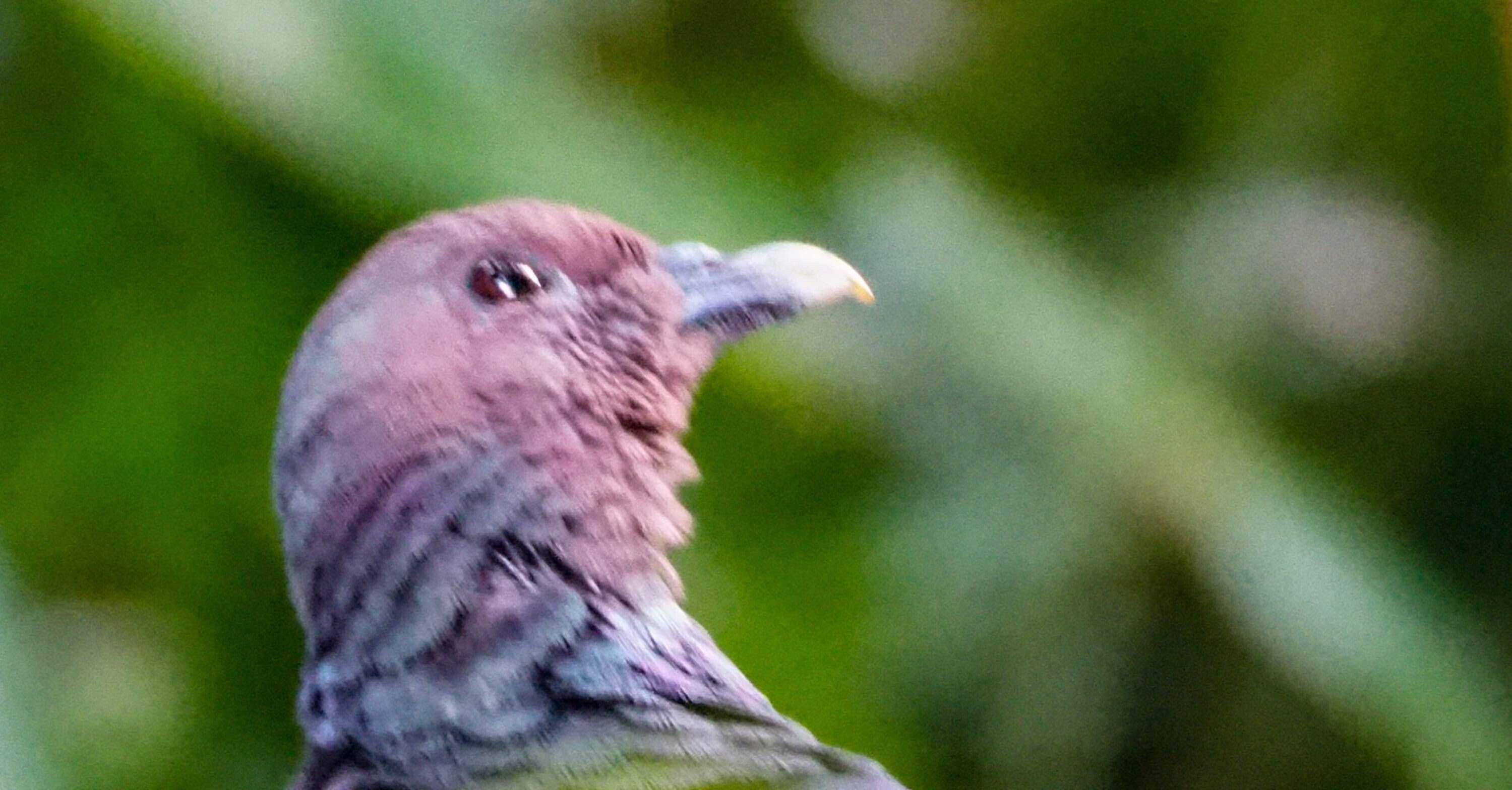 野鳥観察｜アカガシラカラスバト｜葡萄色の瞳のとりこ｜夜と街
