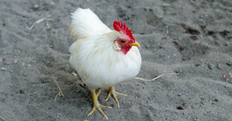 日本の鶏は ”コケコッコー” と鳴く