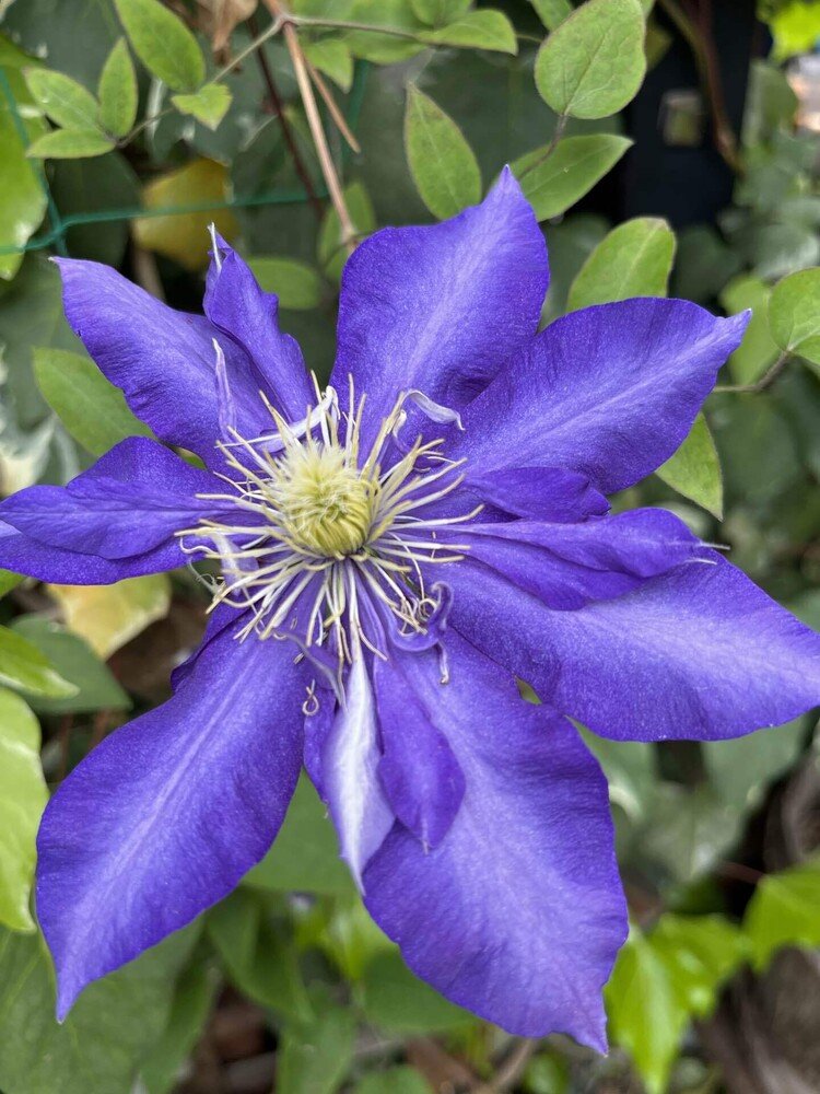 ちょいと前のテッセン。花びらの中に花びら？？？と思っていたら翌日には落ちていたのだ。