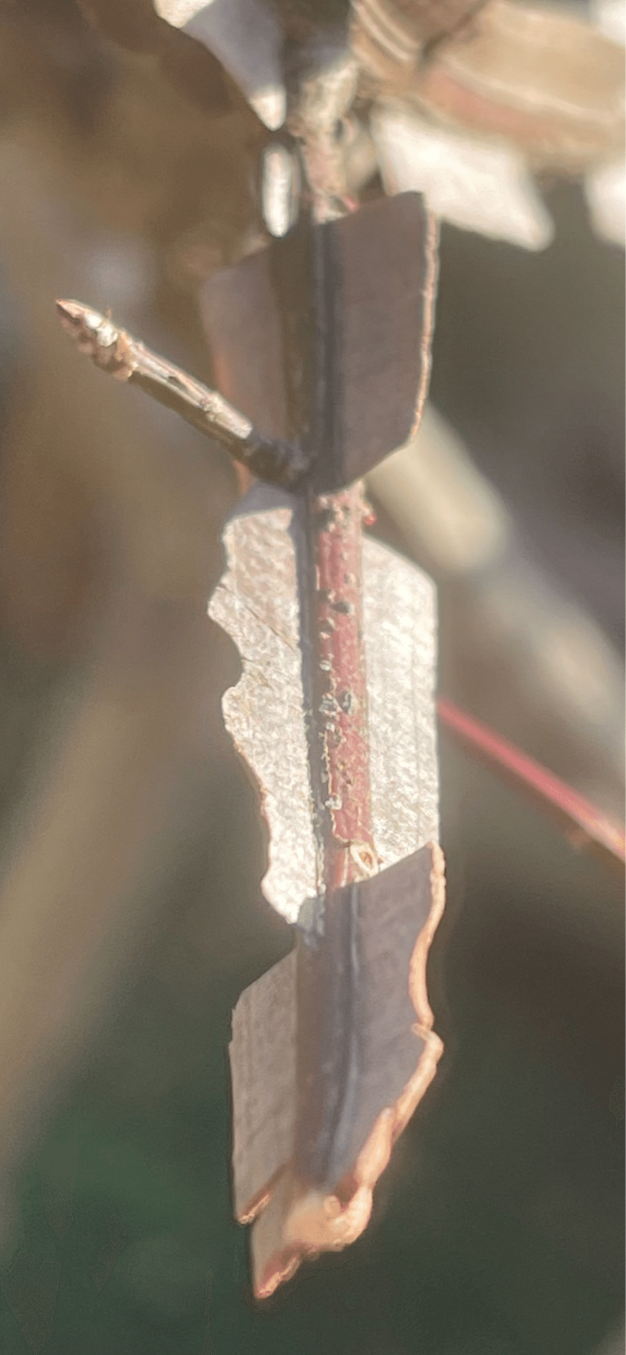 剃刀ノ木｜EGGSEED