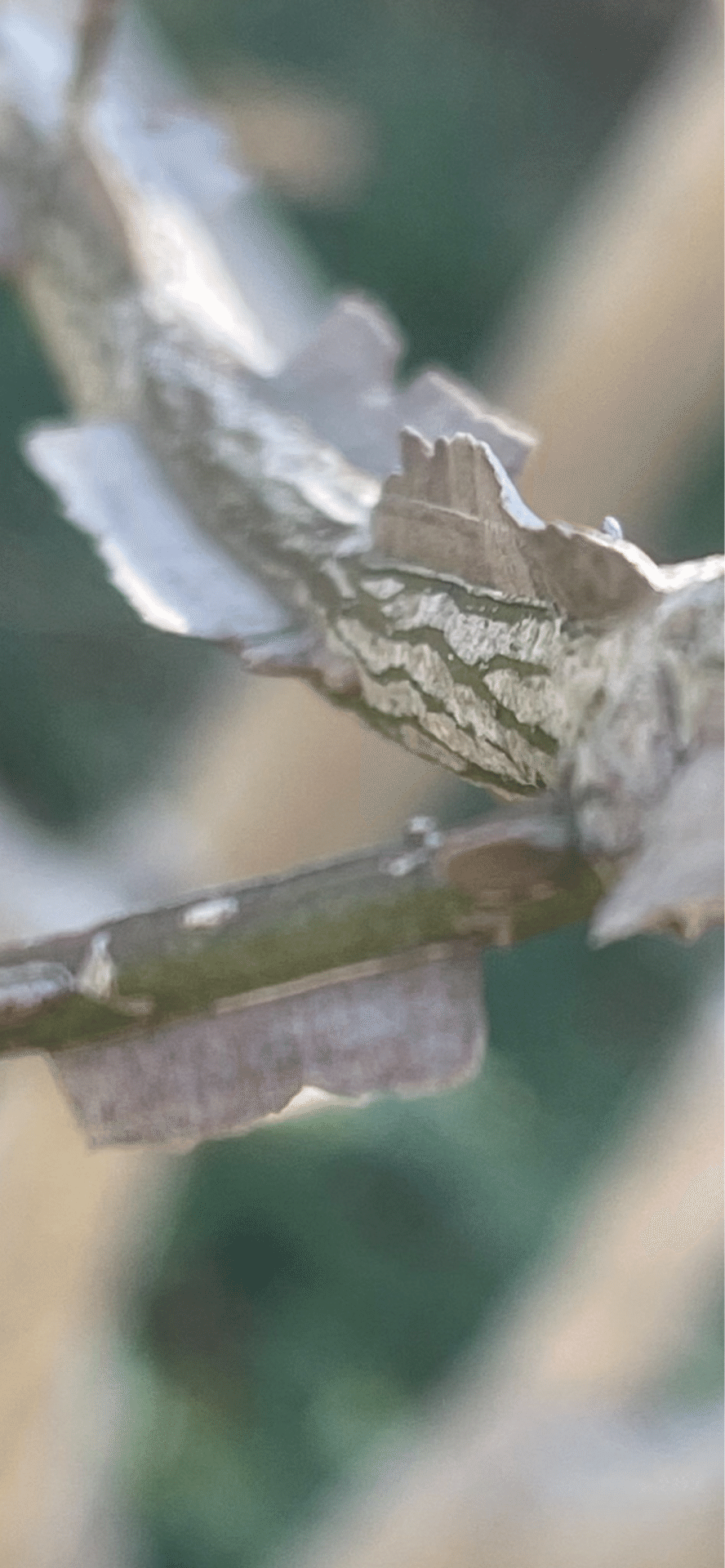 山採り天然　ニシキギ　カミソリの木 剃刀ノ木｜EGGSEED