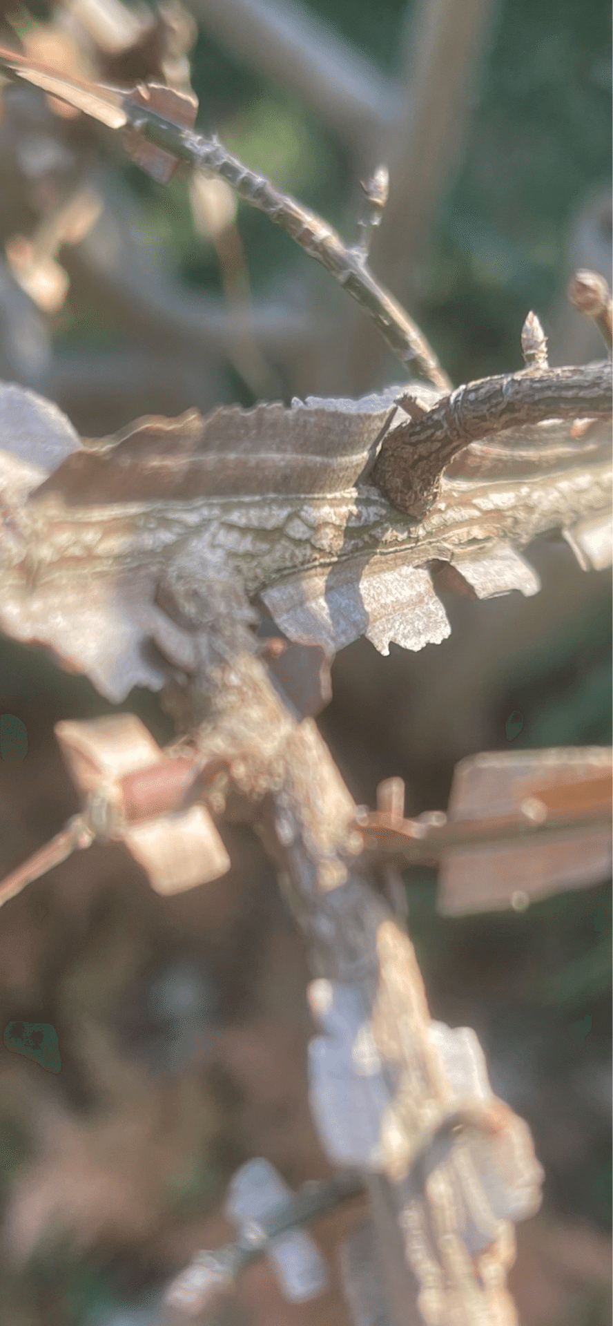 剃刀ノ木｜EGGSEED