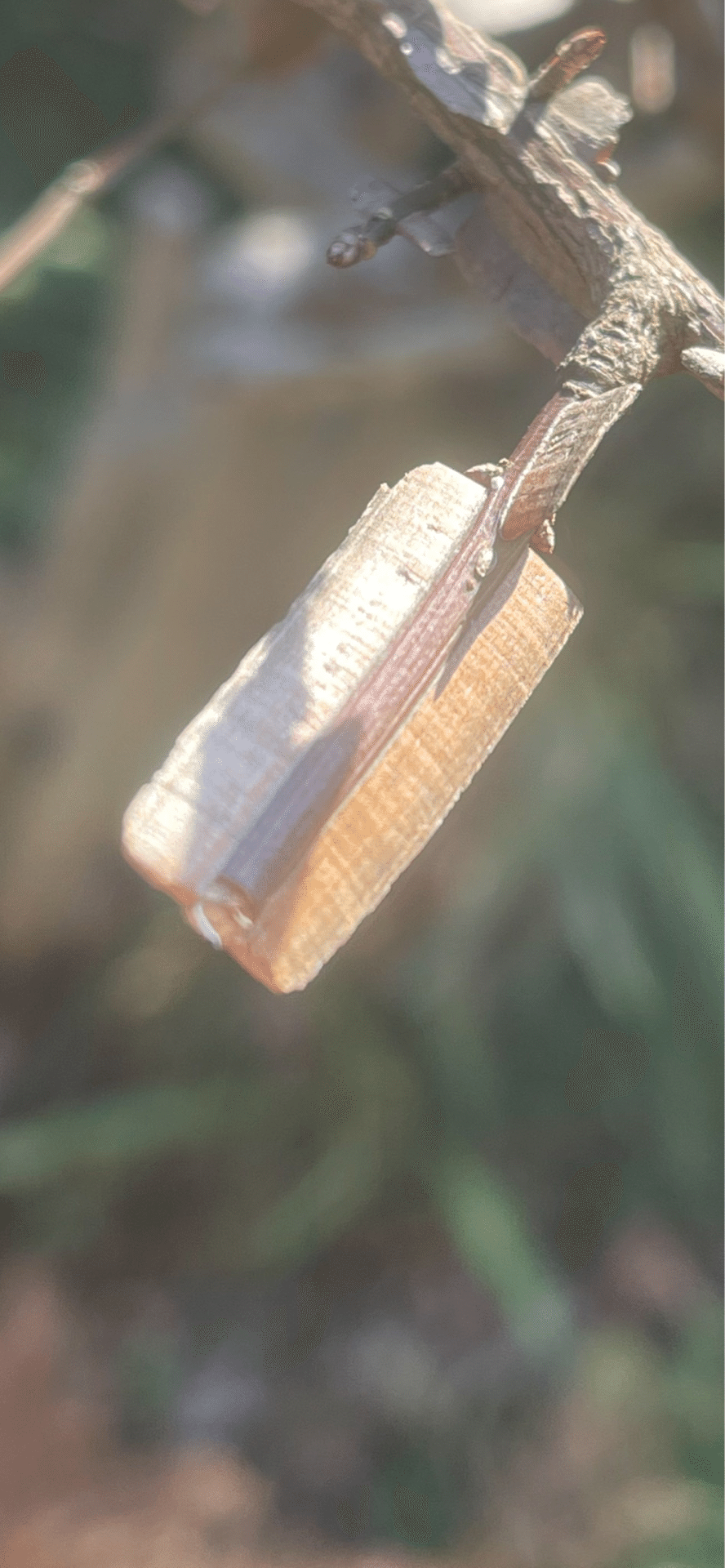 剃刀ノ木｜EGGSEED