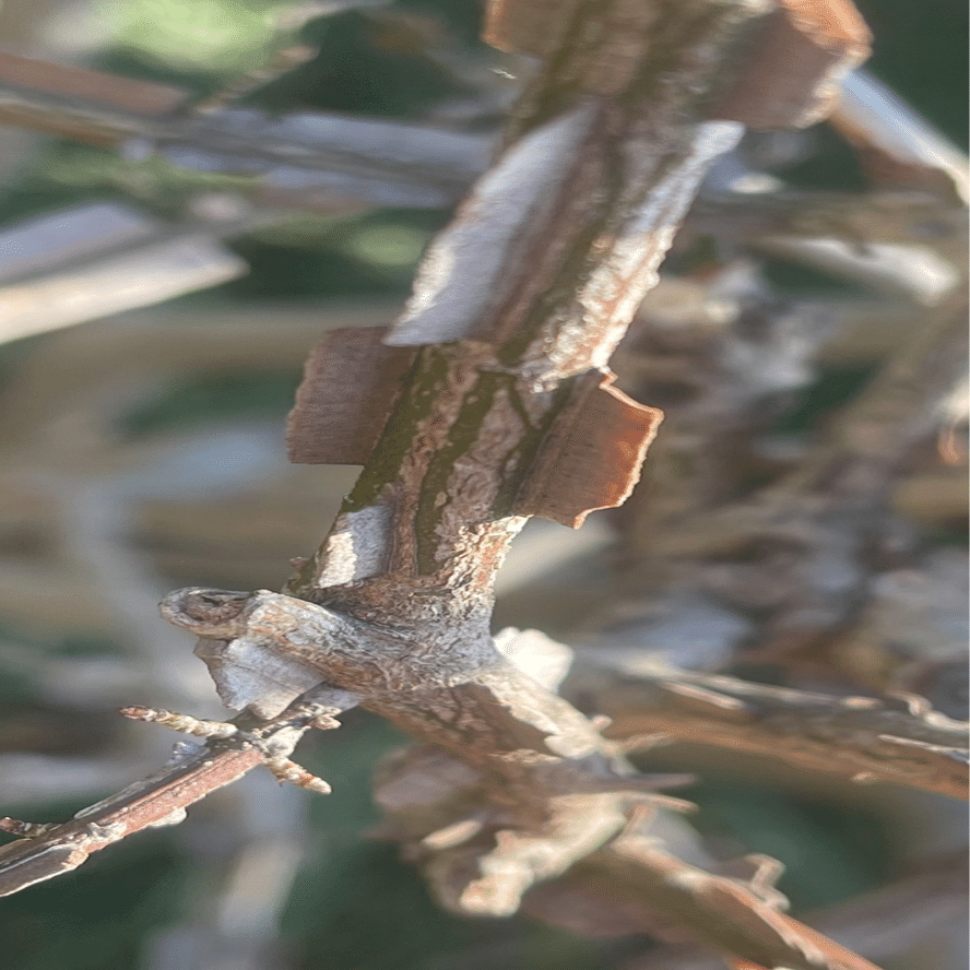 剃刀ノ木｜EGGSEED