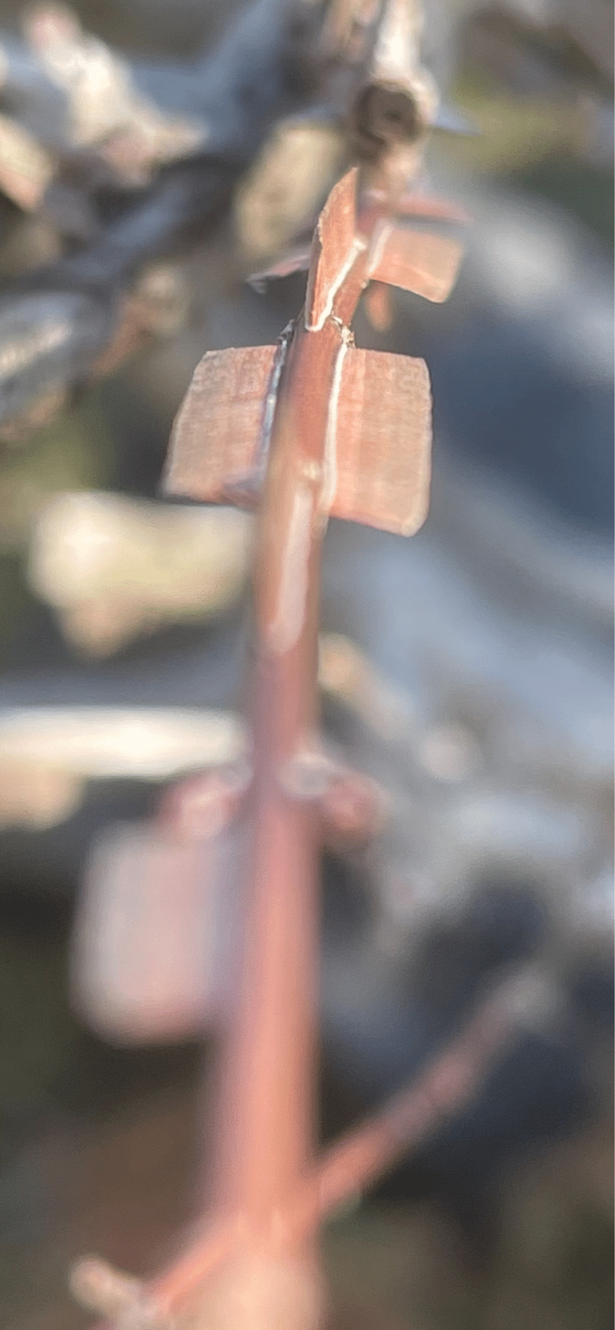 剃刀ノ木｜EGGSEED