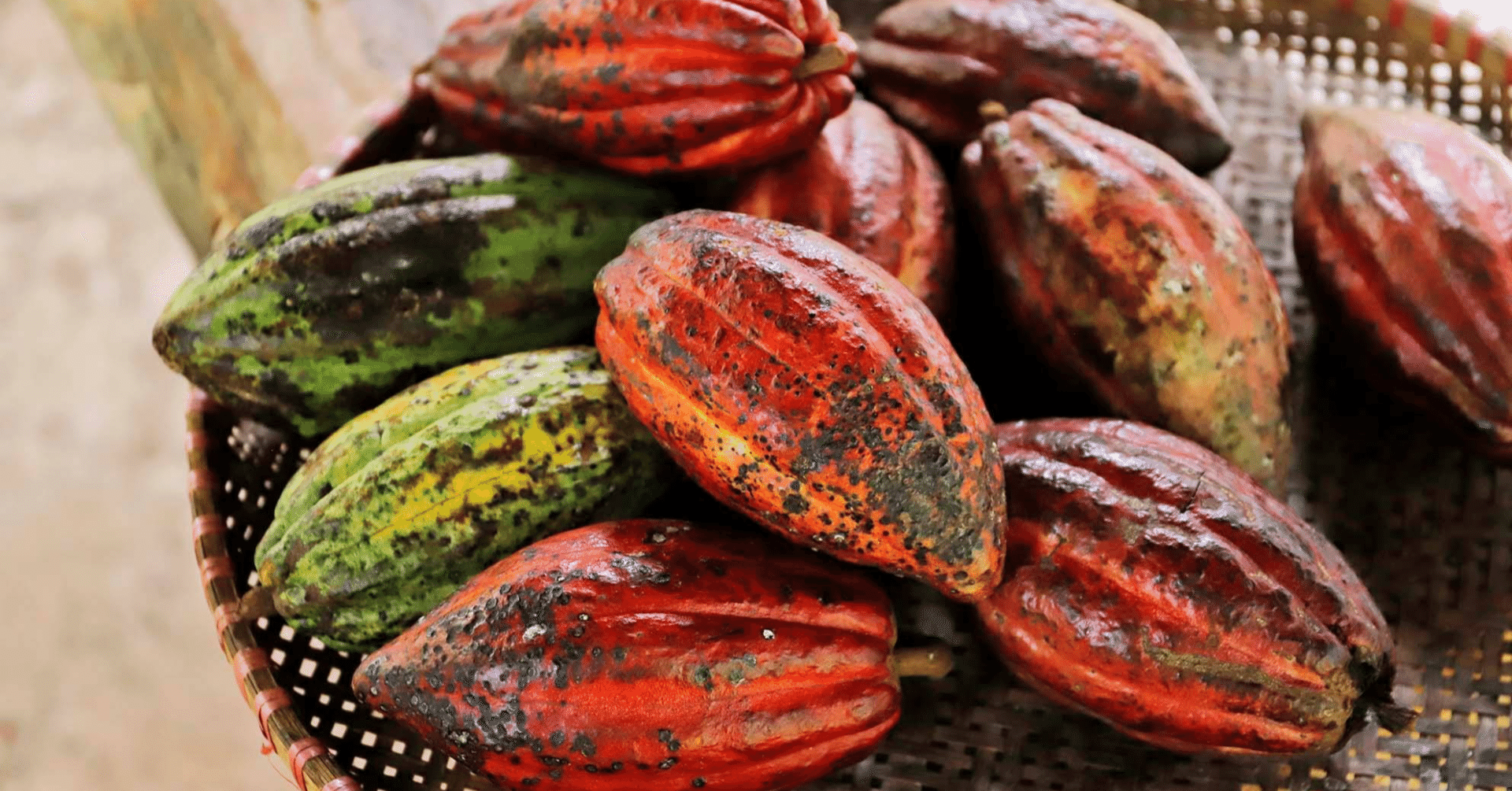 変化していくテリーヌショコラ｜三谷乃亜