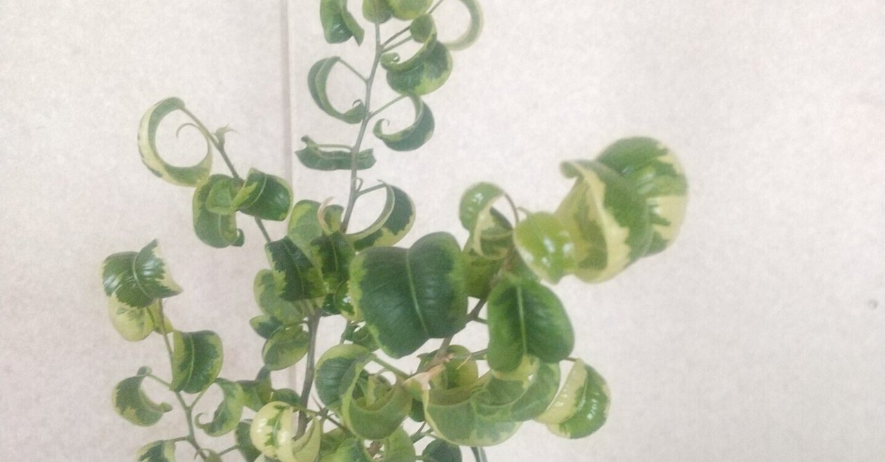 ☆ ベンジャミン シタシオン♪ 165cm 曲がり仕立て♪ ベンジャミン ☆ ベンジャミン シタシオン♪ 165cm 曲がり仕立て♪ ベンジャミン