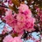 かなえ🌸