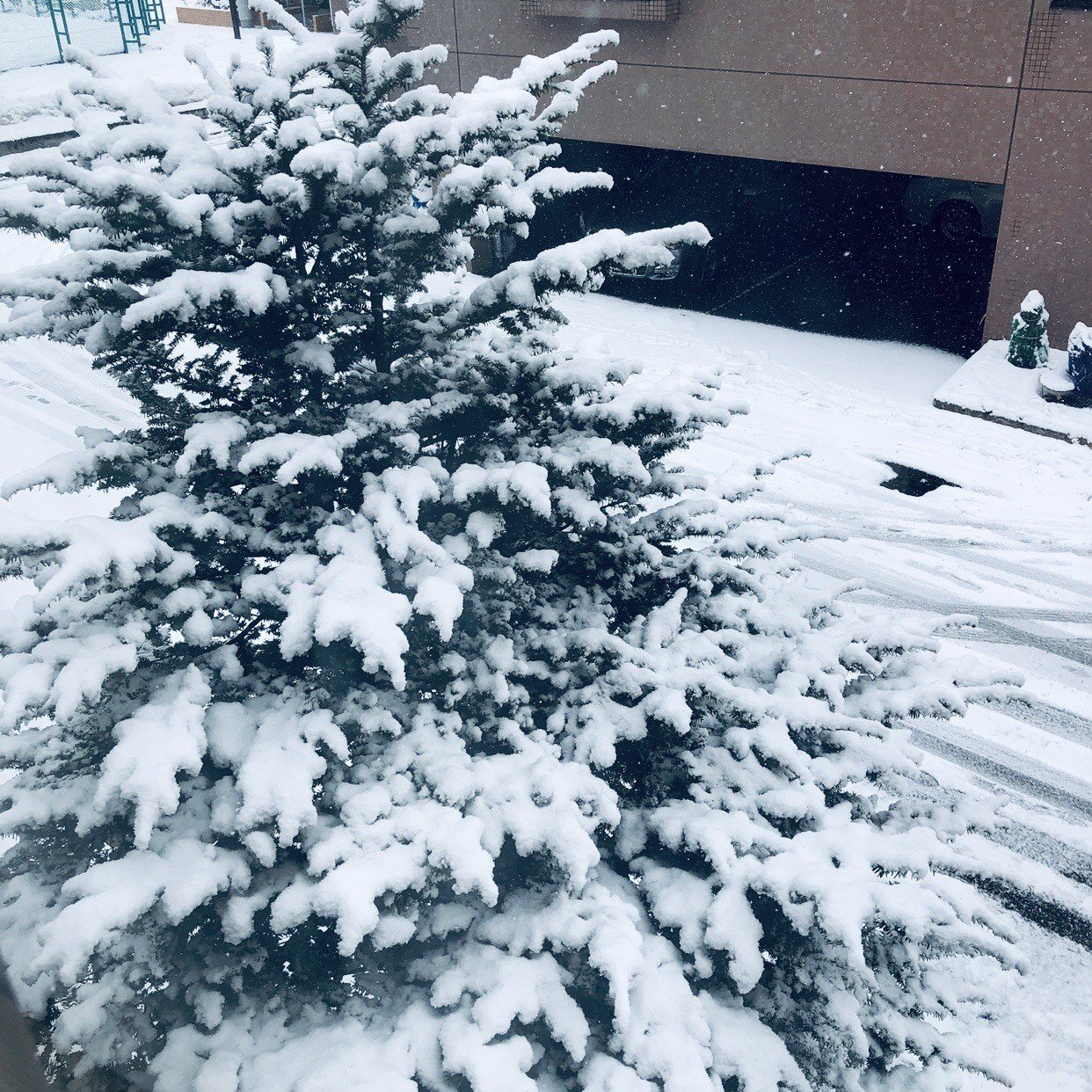 雪の朝 3月には必ずこういう日が1回は来るとわかってはいても また冬に逆戻りするとちょっと気がめいる 粒が荒く陽の光にすぐ溶けるような雪だけど 冬が最後の力を振り絞って送り込んだ使者なのだ 少しずつ暖冬 原 ふゆこ Note 雪の朝 3月には必ずこういう日が1回は来るとわかってはいても また冬に逆戻りするとちょっと気がめいる 粒が荒く陽の光にすぐ溶けるような雪だけど 冬が最後の力を振り絞って送り込んだ使者なのだ 少しずつ暖冬 原 ふゆこ Note