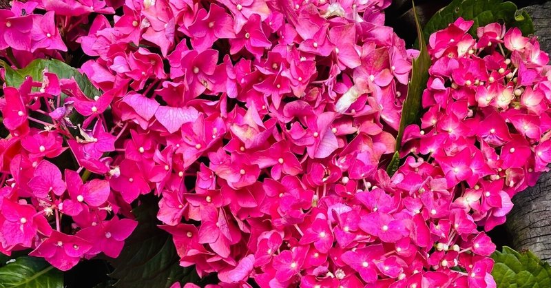 癒しの花園〜紫陽花の季節