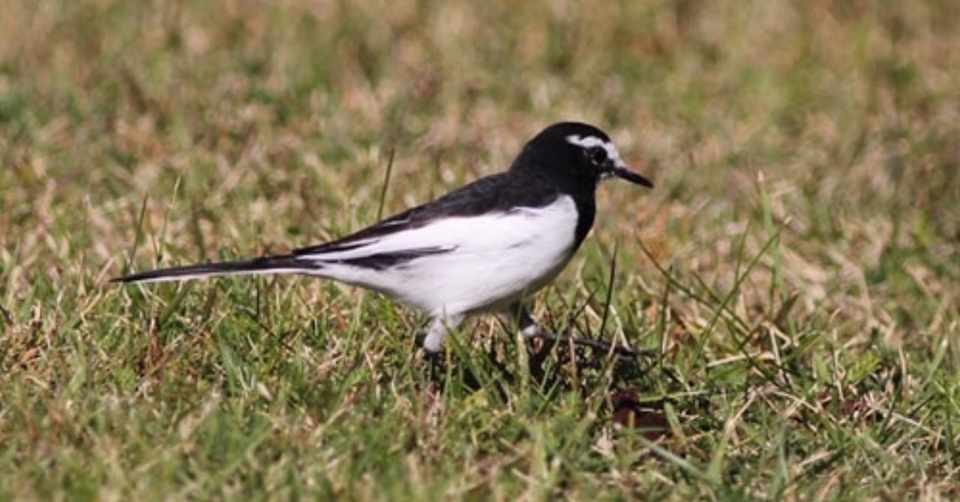 第105回 日本でしか見れない野鳥 日本固有種 翆野 大地 Note