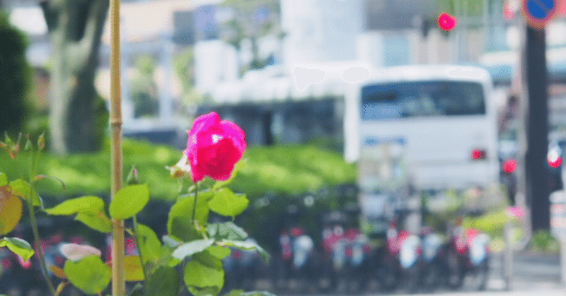 永井博士のバラが咲きました｜🌹"語り継ぐ平和の緑"｜動員学徒慰霊塔｜広島市平和公園