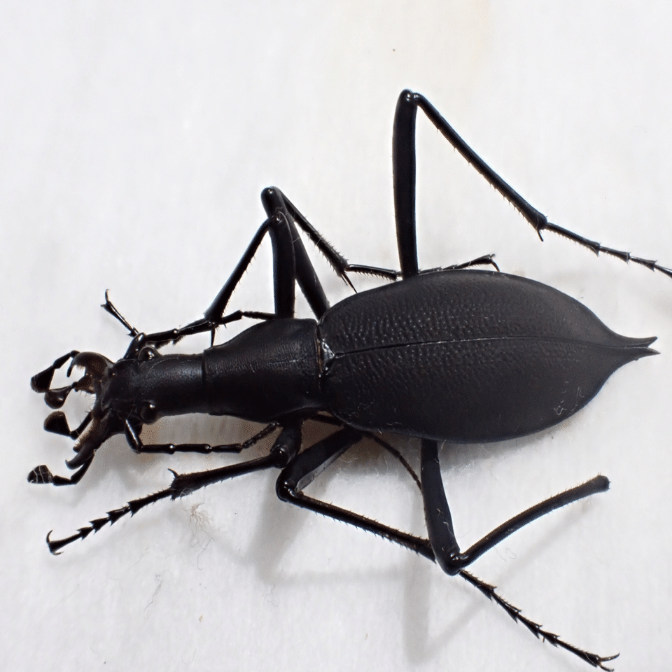 マイマイカブリのすゝめ｜あつすぎ