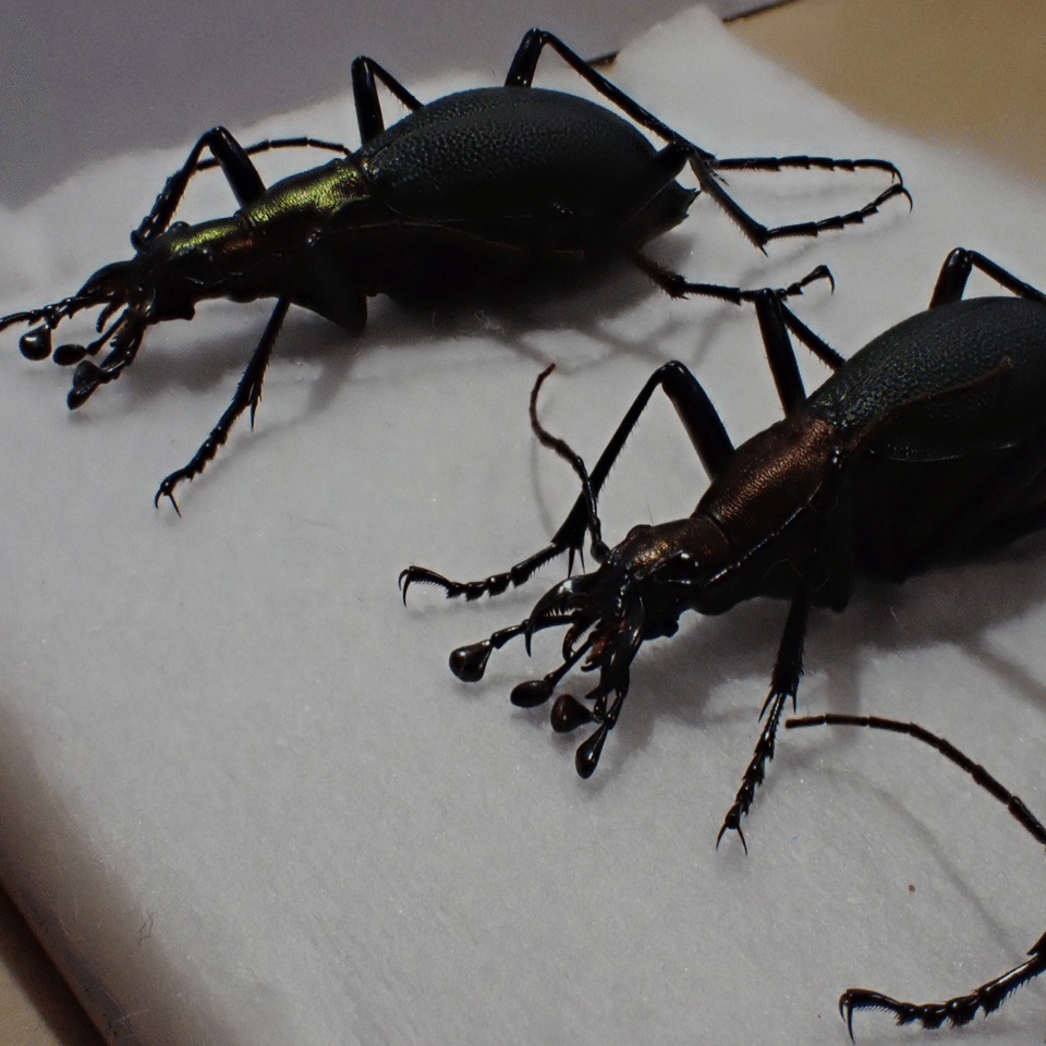 マイマイカブリのすゝめ｜あつすぎ