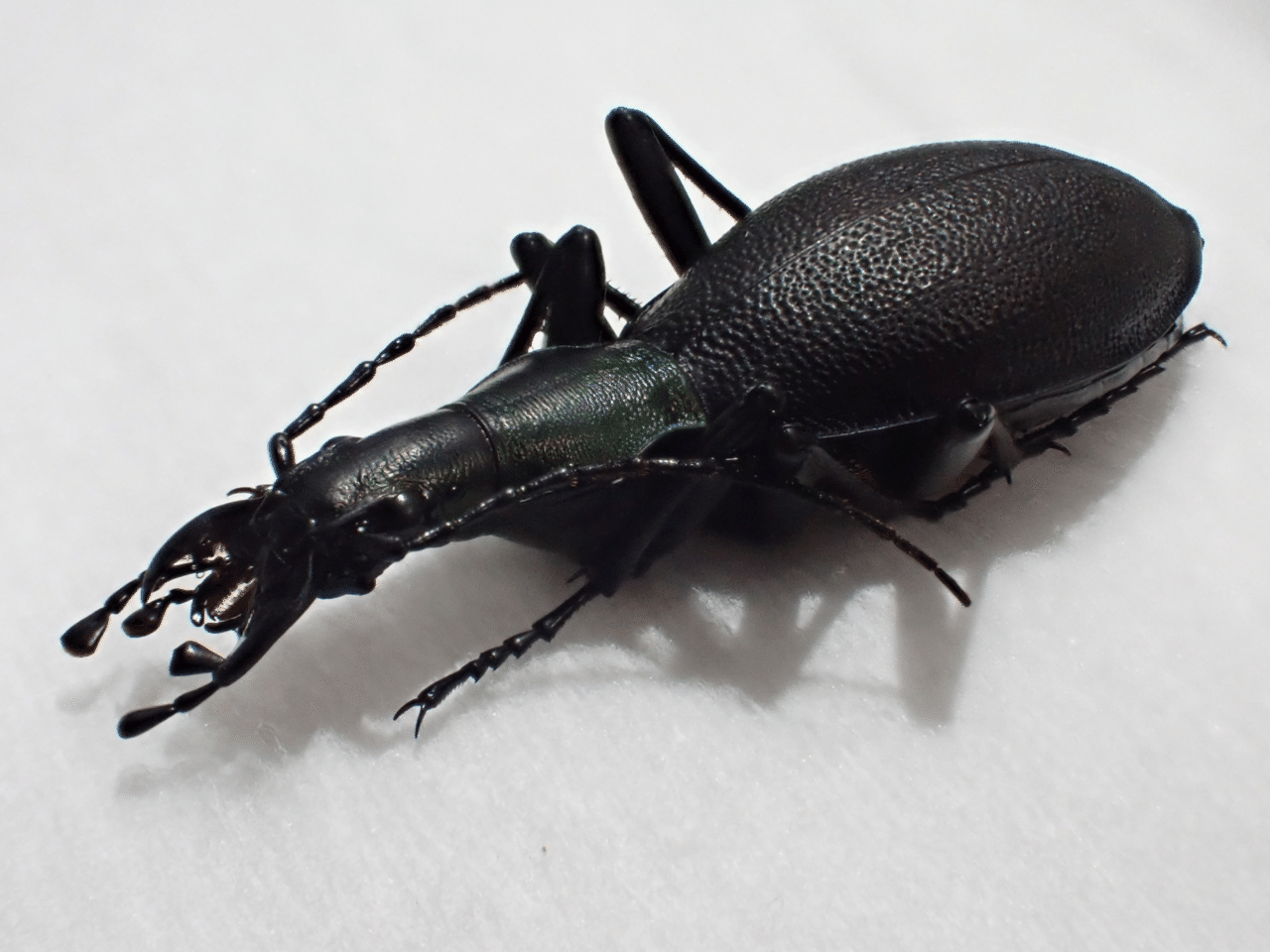 マイマイカブリのすゝめ｜あつすぎ