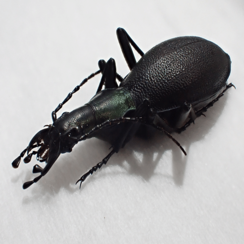 マイマイカブリのすゝめ｜あつすぎ