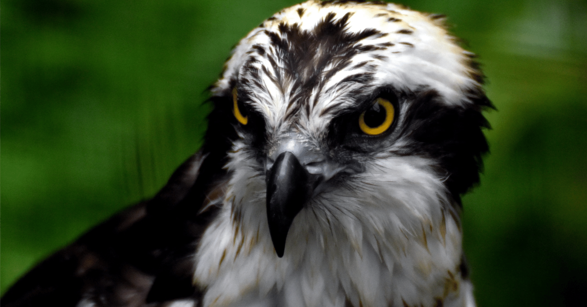 トレーニンググラブで守備力を向上させたい！！という話② 〜イーグル