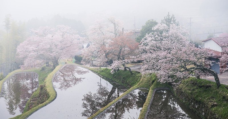 桜 霧 撮影 現像レタッチ Lightroom Yuto Note