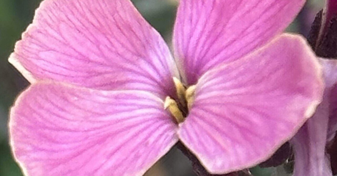 サトウアサミ　ピンクの花 サトウアサミピンクの花