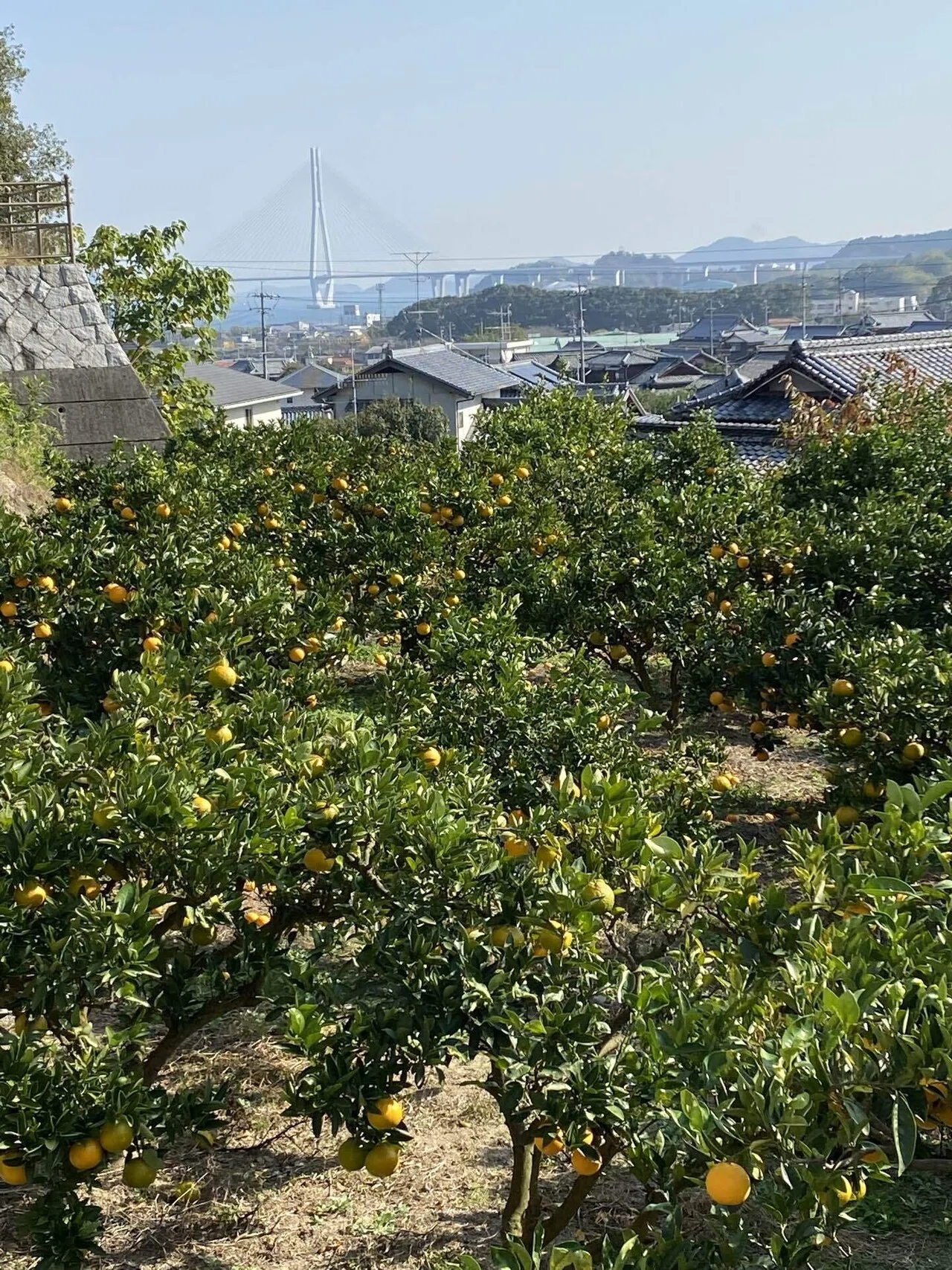 私は、村上海賊の末裔かもしれない｜琲音（はいね）