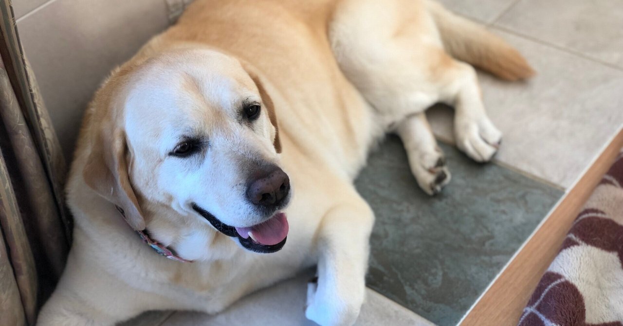 愛犬が死んだとき、「涙を見せなかった」娘の話②|みほ|シンママ・業務委託 愛犬が死んだとき、「涙を見せなかった」娘の話②|みほ|シンママ・業務委託