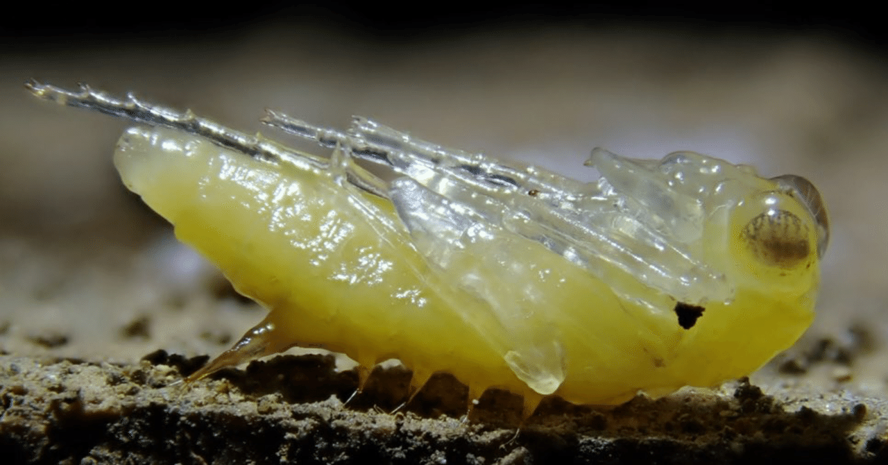2023/05/10 トウキョウヒメハンミョウの成虫を確認