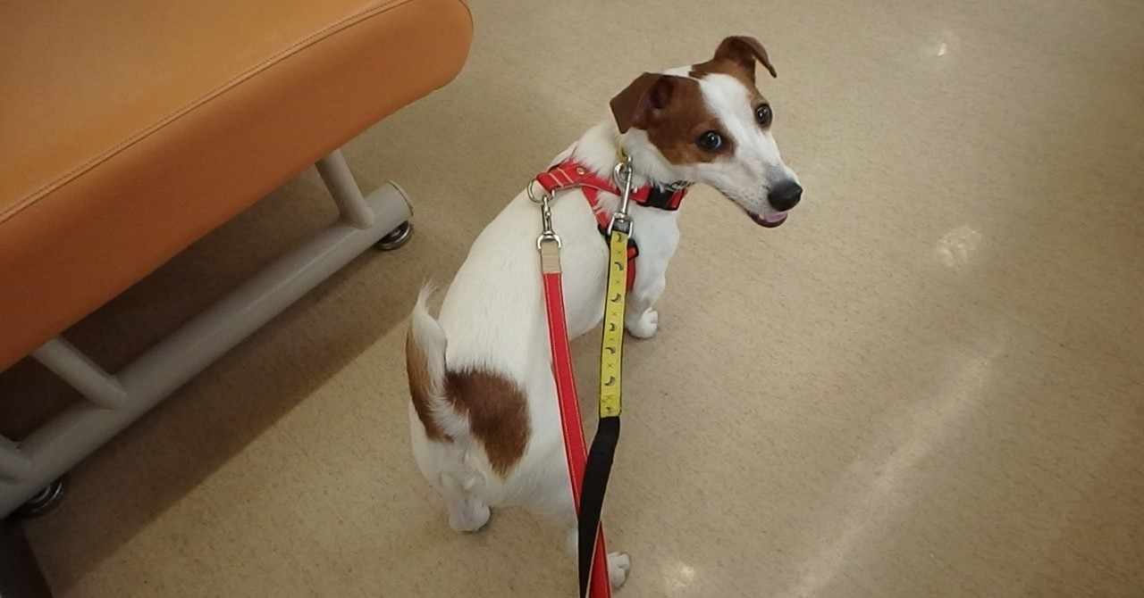 病院が好きな犬 の新着タグ記事一覧 Note つくる つながる とどける