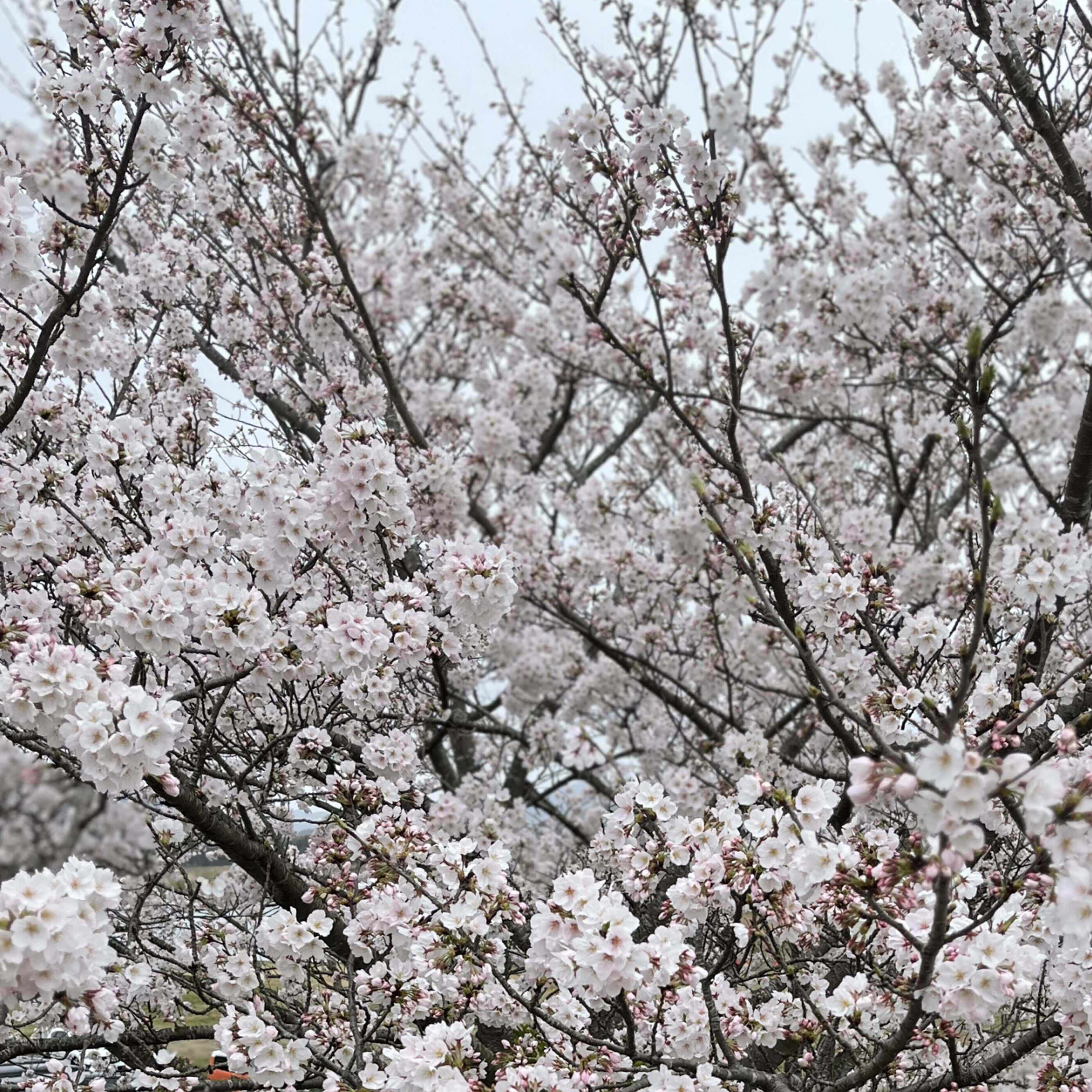 ゆい　数学と読書