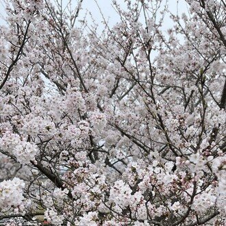 ゆい 数学と読書