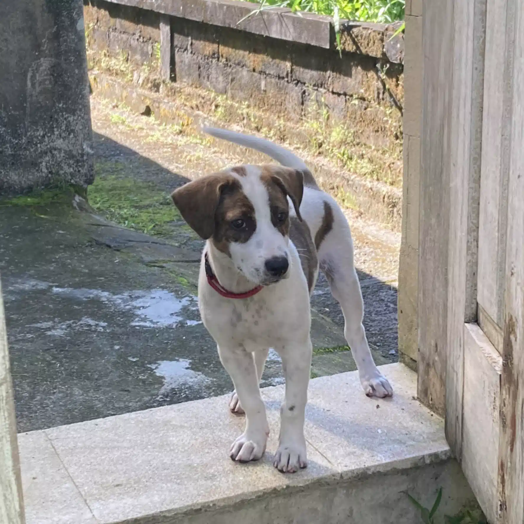 久しぶりの、旅行で出会った犬の名前はアチュン