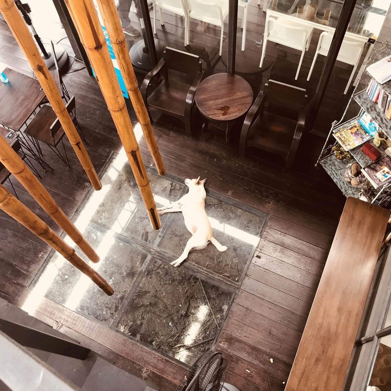 タイのカフェでのんびり寝っ転がる犬を見ると、人だけでなく犬も猫もおおらかに過ごしているなと思います。
